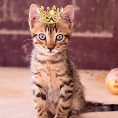 PET SHOW couronne chien petit argent, brillance subtile pour fêtes.