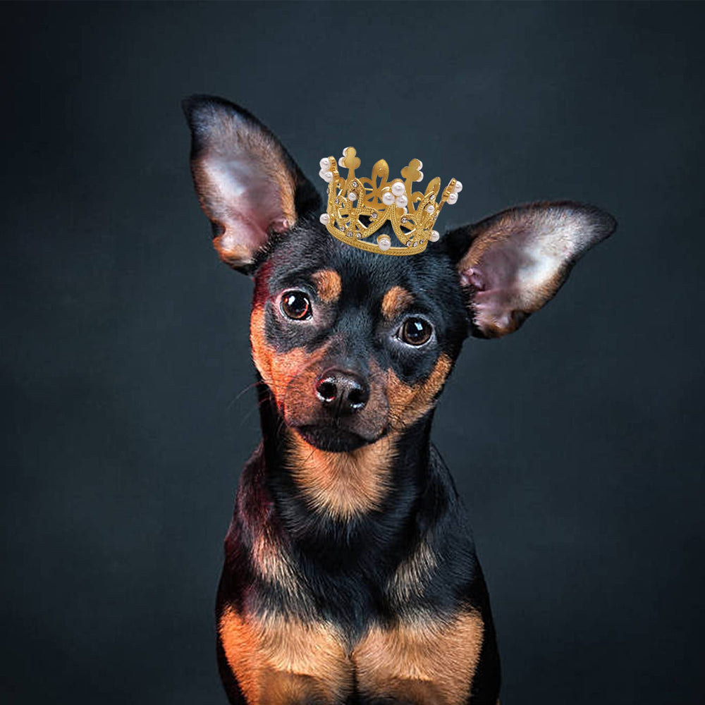 PET SHOW couronne animaux petits or, charme festif pour tout compagnon.