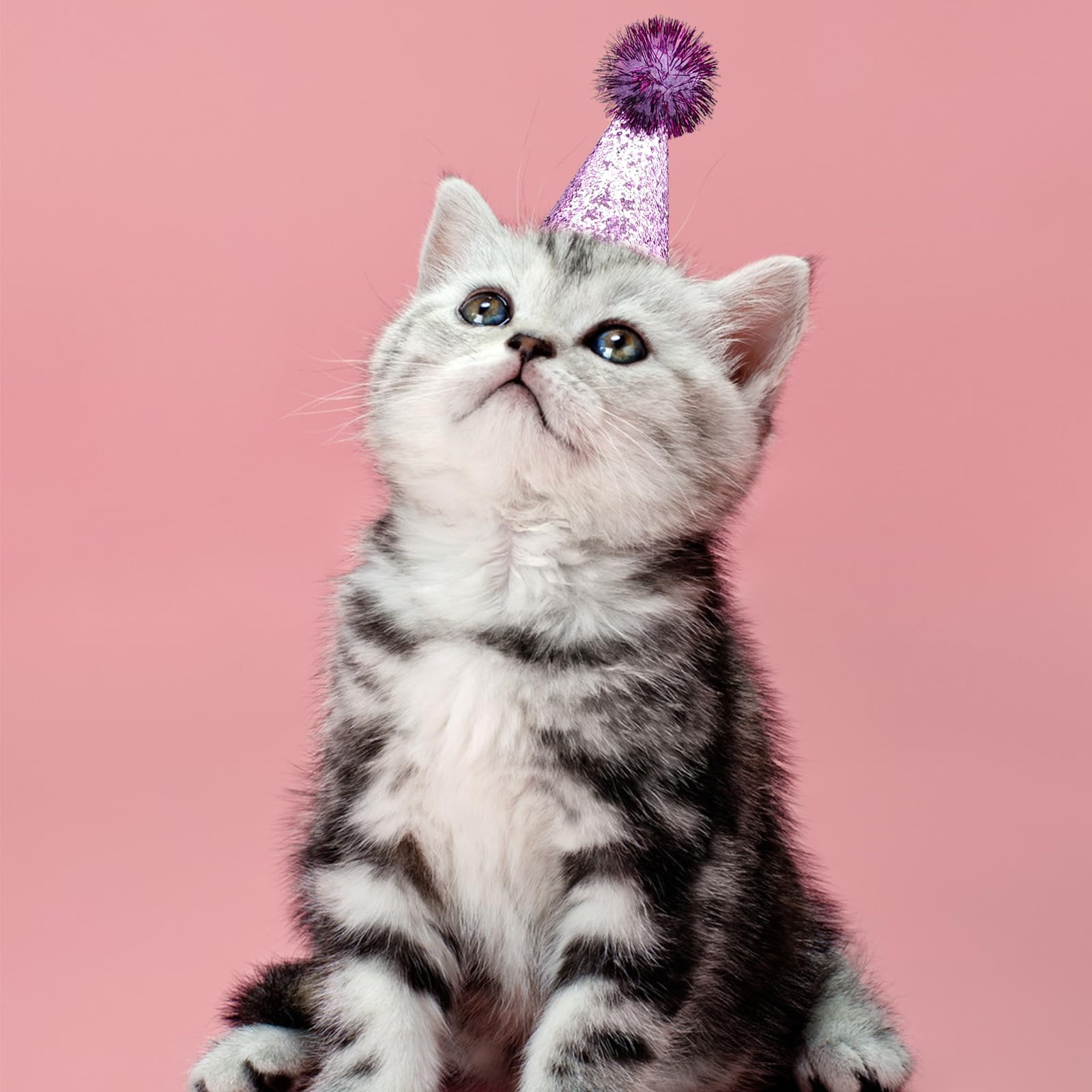 PET SHOW chapeau chat lavande, look chic pour photos souvenirs