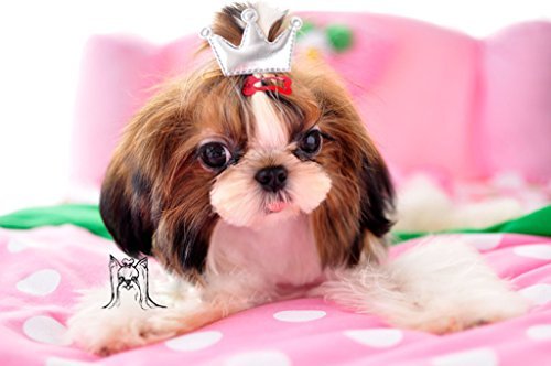 PET SHOW pince-os couleurs assorties pour varier les styles