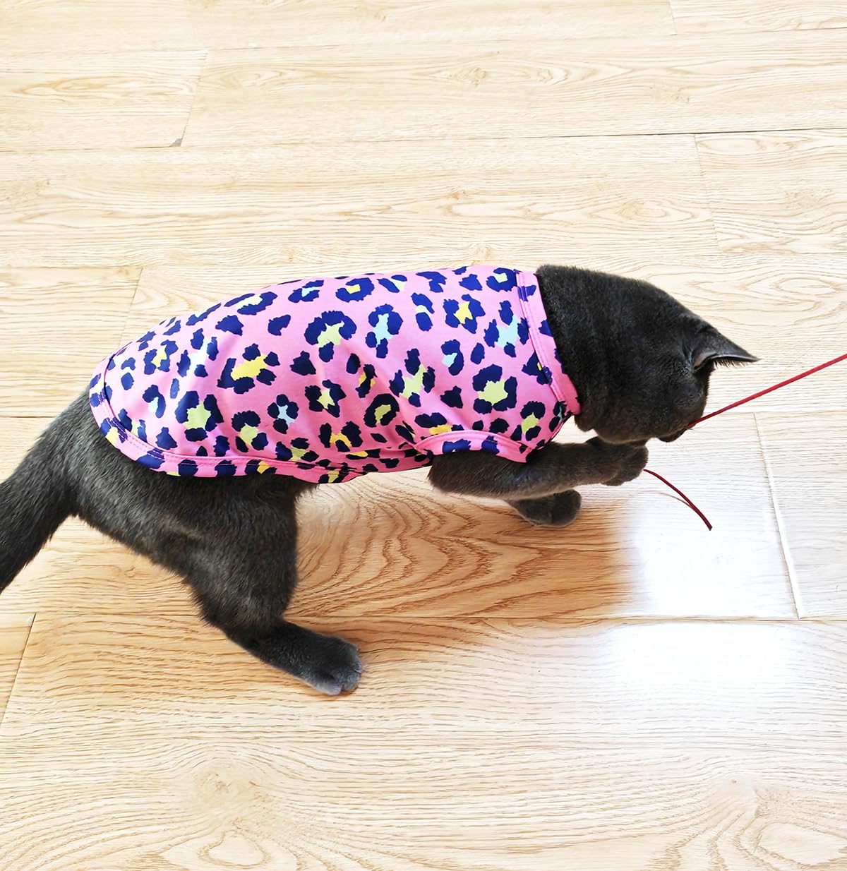 PET SHOW usage quotidien: idéal pour promenades et moments calins.