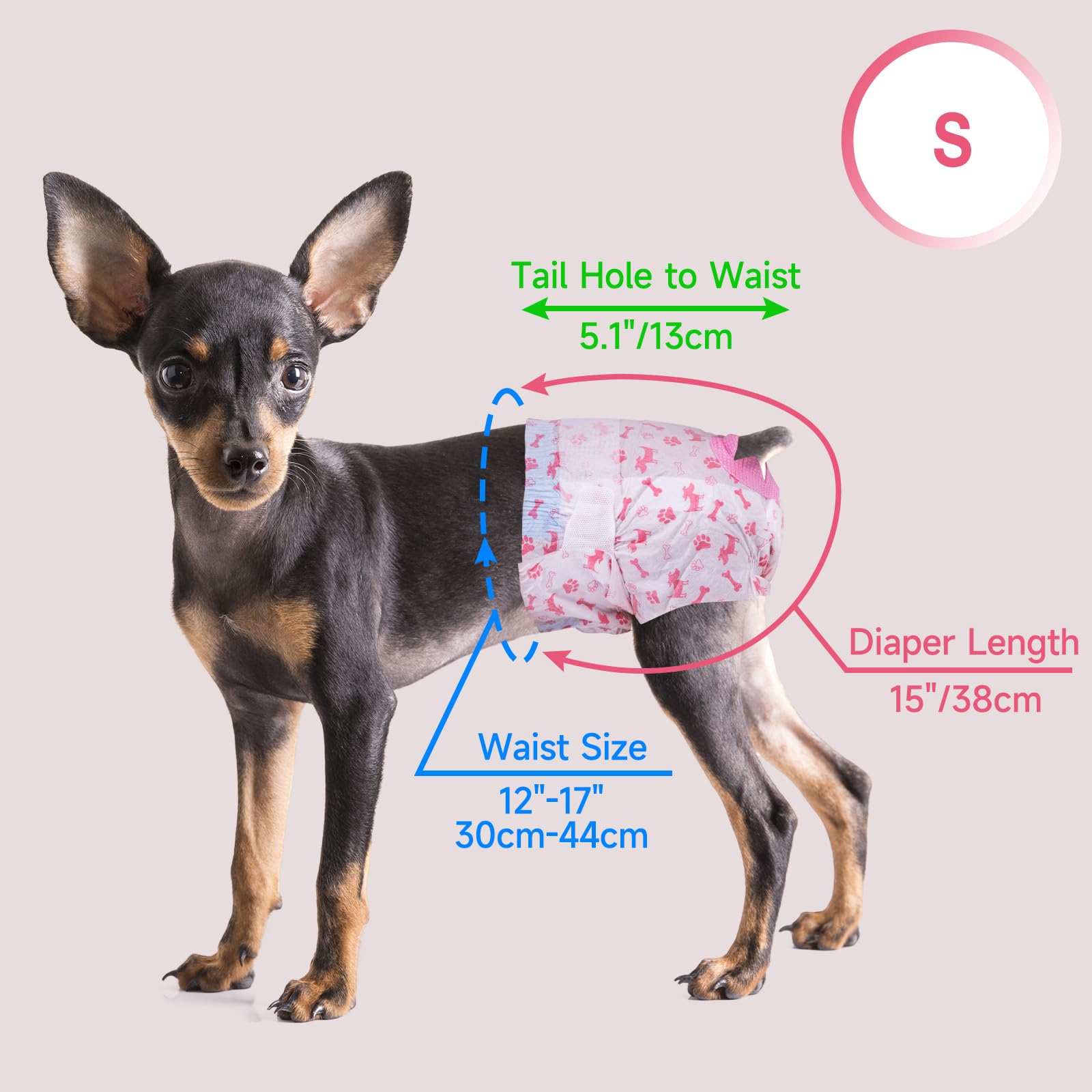 Guide de mesure Pet Soft pour petites chiennes et ajustement précis.