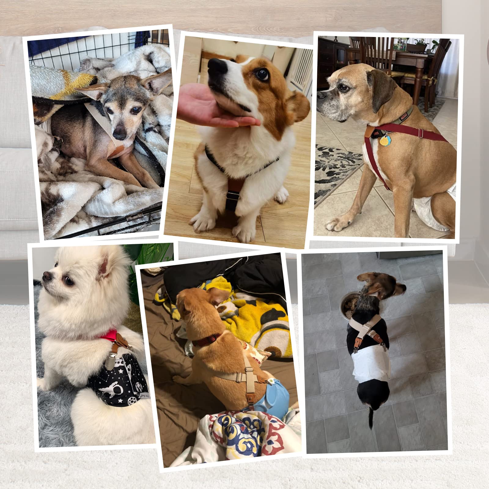 Pet Soft suspendeurs chien portant jupe ou vêtement.
