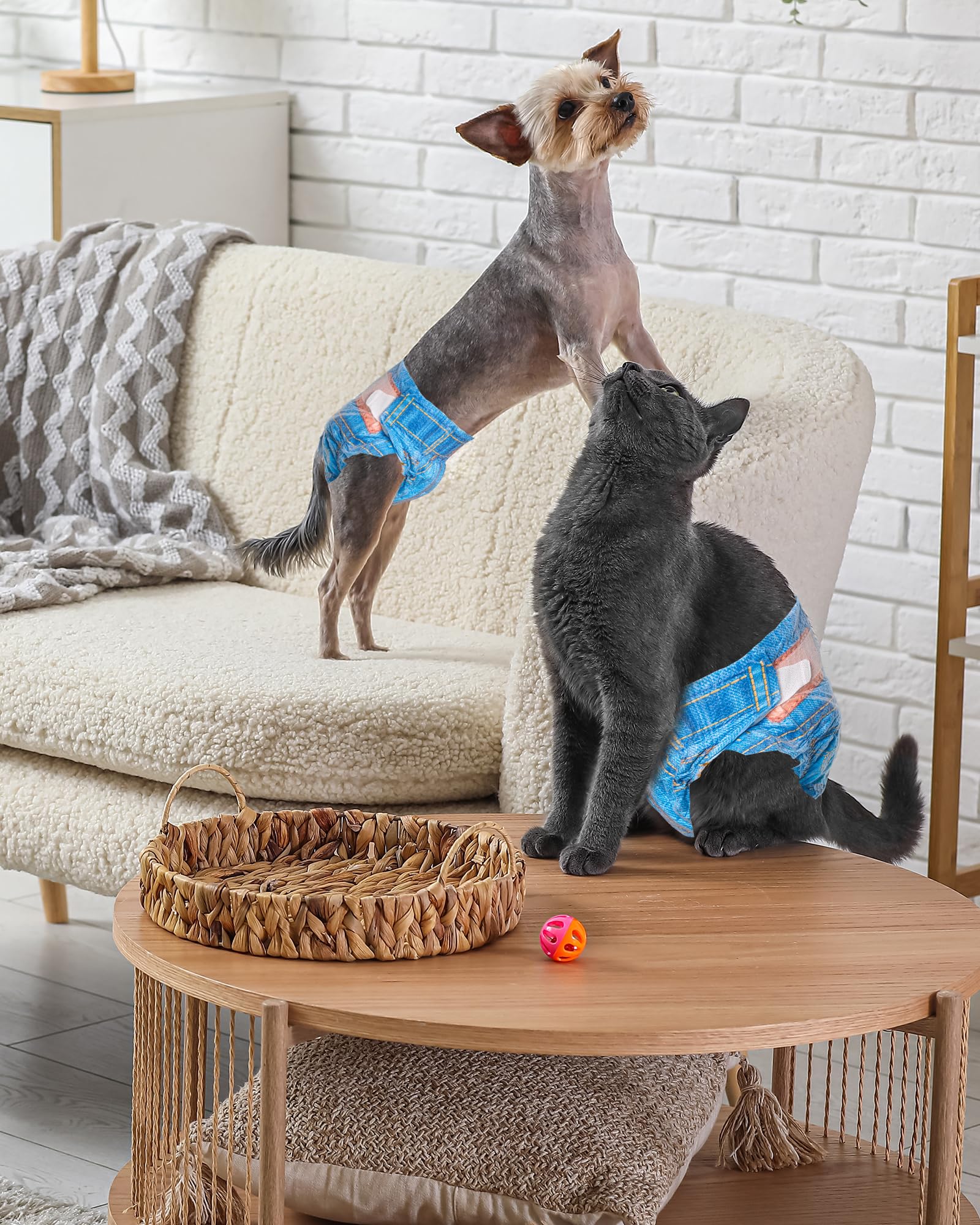 Pet Soft dimensions XS adaptées aux petits chiens et chatons.