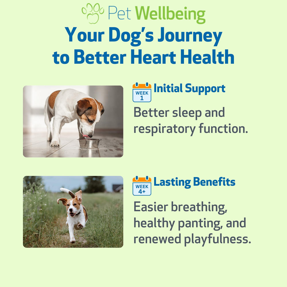 Pet Wellbeing absorption rapide, administration sans effort.