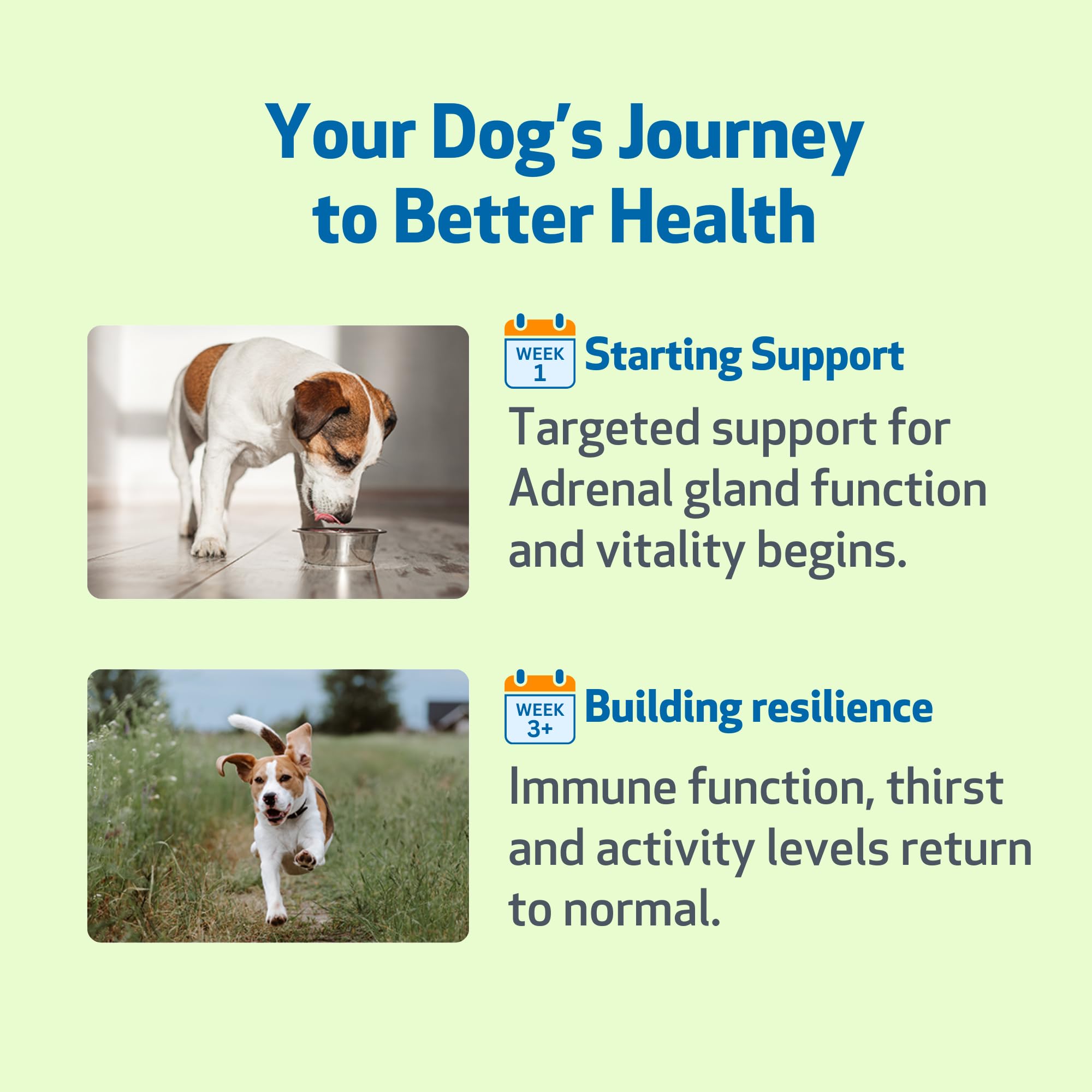 Formulation vétérinaire Pet Wellbeing Adrenal Harmony Gold, équilibre et bien‑être potentiels.