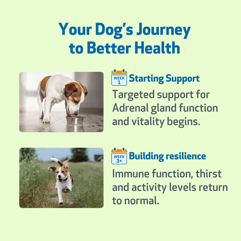 Formulation vétérinaire Pet Wellbeing Adrenal Harmony Gold, équilibre et bien‑être potentiels.