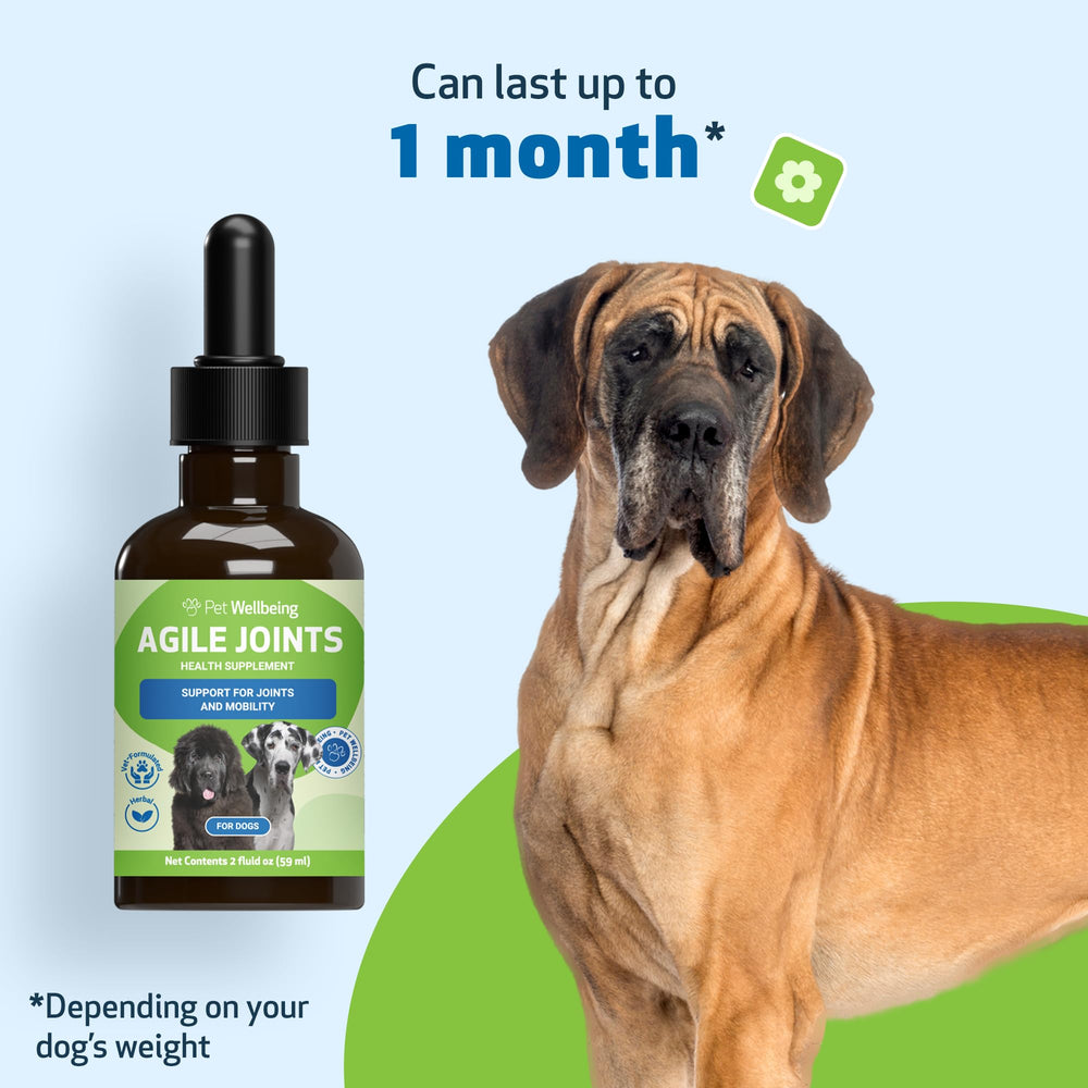 Intégration facile dans le quotidien des chiens avec Pet Wellbeing.