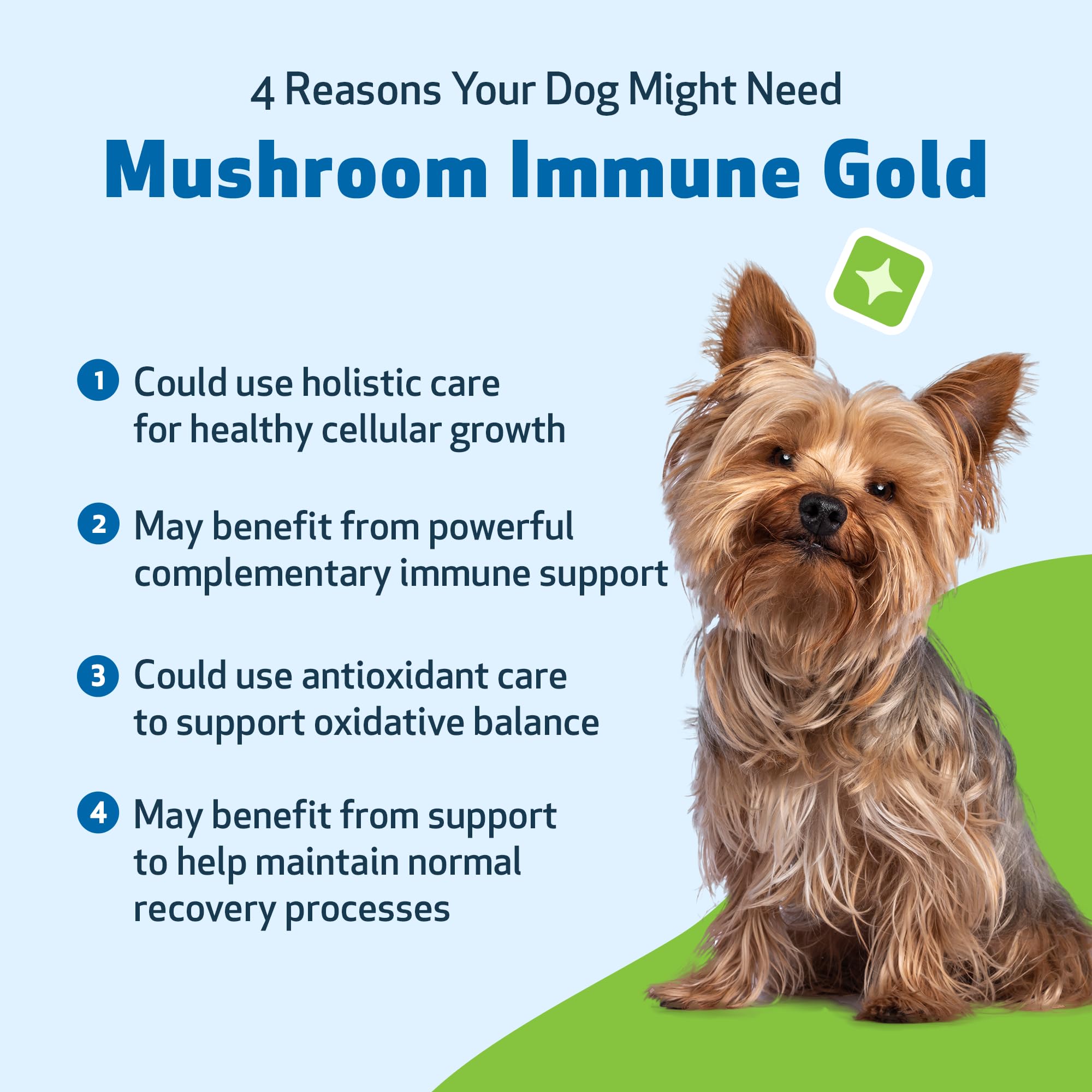 Pet Wellbeing Chien actif – soutien immunitaire possible.