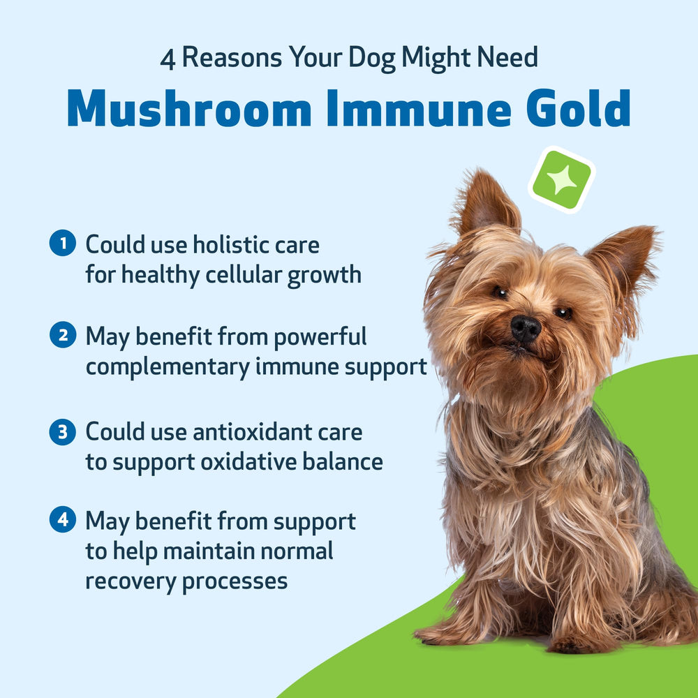 Pet Wellbeing Chien actif – soutien immunitaire possible.