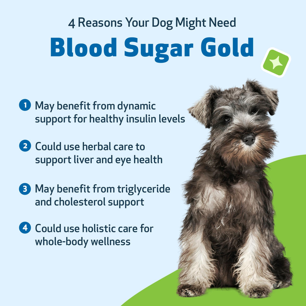Chien détendu après administration Pet Wellbeing Blood Sugar Gold