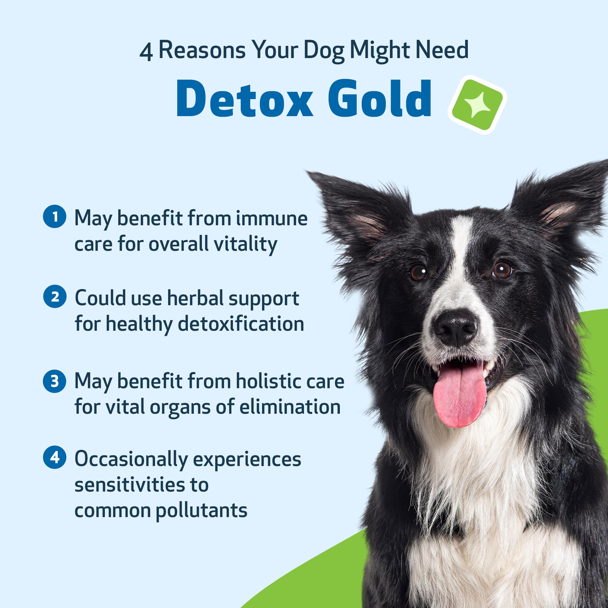 Pet Wellbeing Detox Gold — Pipette, dosage pratique pour routine quotidienne.