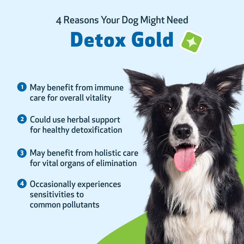 Pet Wellbeing Detox Gold — Pipette, dosage pratique pour routine quotidienne.