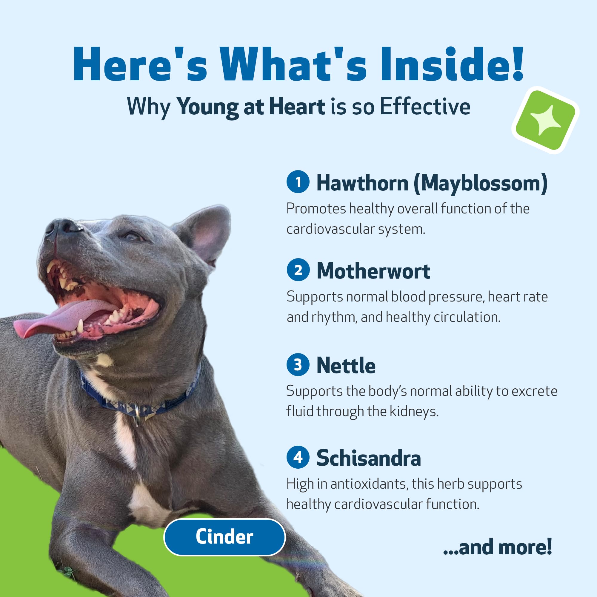 Pet Wellbeing mélange d'herbes cardio-chien.