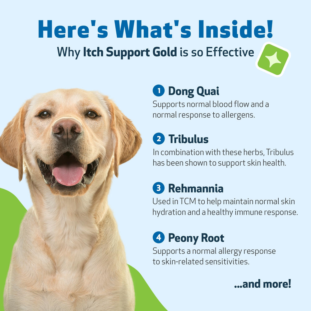 Pet Wellbeing Itch Support Gold – Herbes clés visibles pour le confort intérieur.