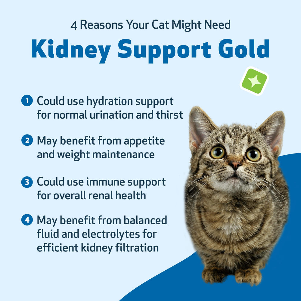 Pet Wellbeing Kidney Support Gold – Hydratation et énergie: soutiens lors du jeu et du repos.