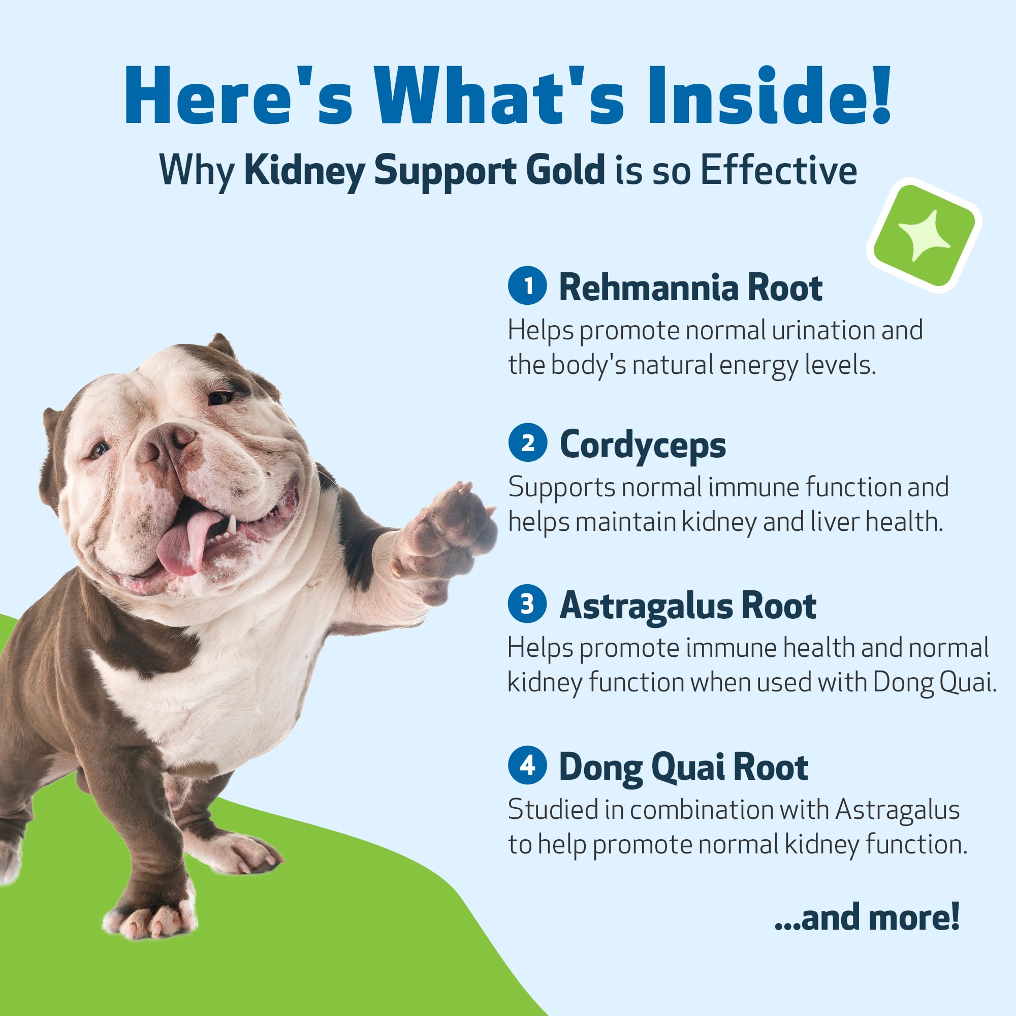 Pet Wellbeing Kidney Support Gold étiquette et posologie.