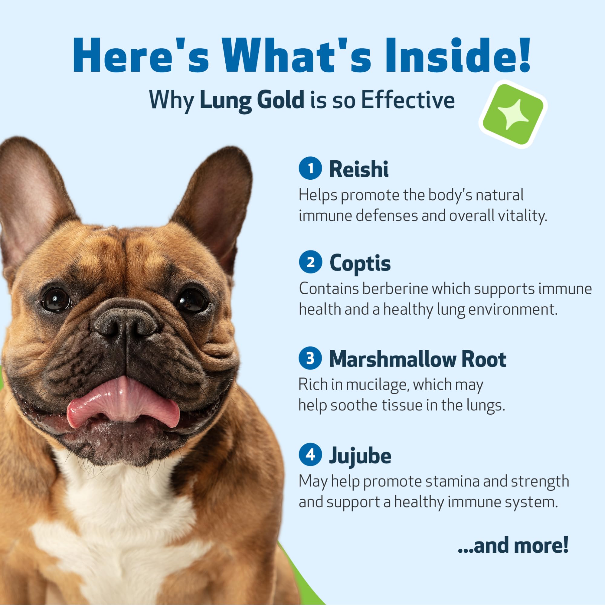 Pipette Lung Gold Pet Wellbeing pour un dosage précis