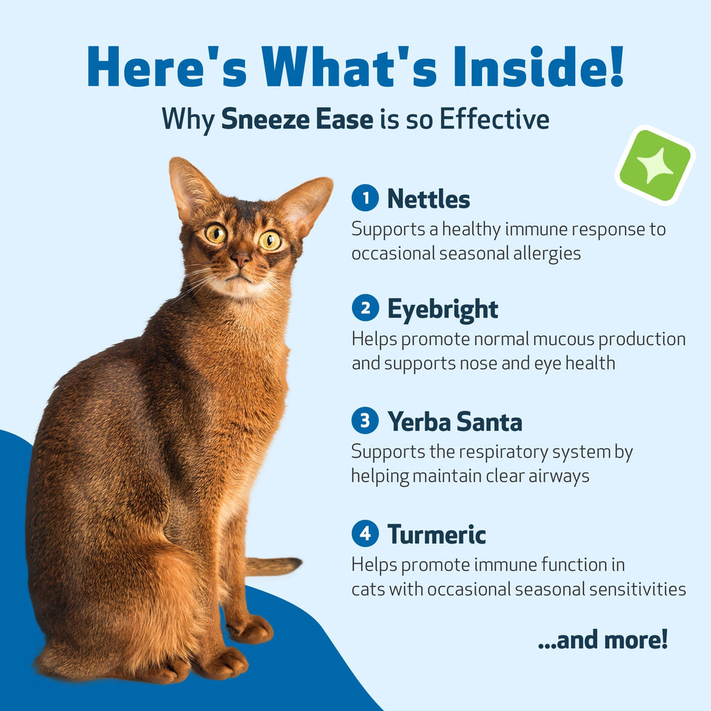 Chat détendu après administration de Pet Wellbeing Sneeze Ease.