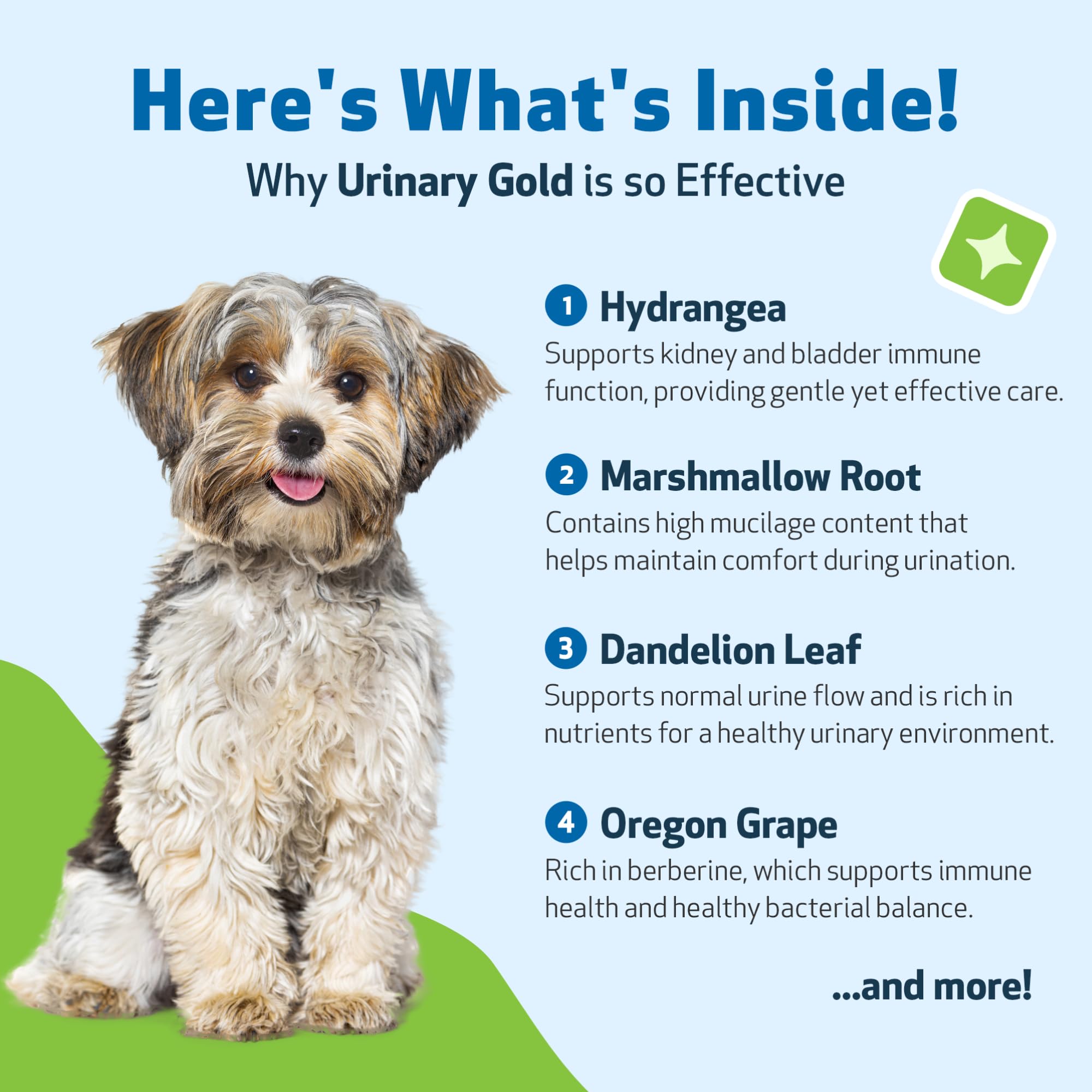 Pet Wellbeing Urinary Gold – gouttes à absorption rapide pour soutenir les fonctions urinaires.