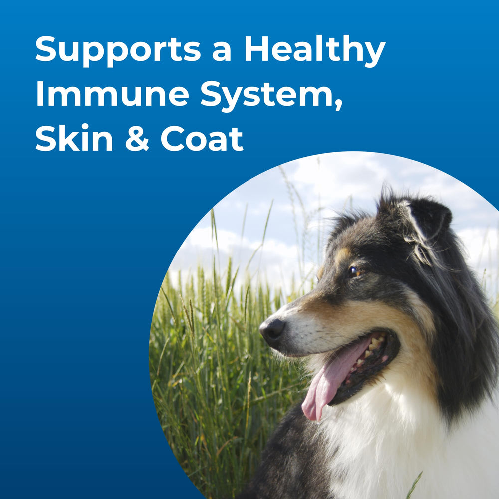 Chien actif en mouvement utilisant Dyne PetAg pour énergie et nutrition.