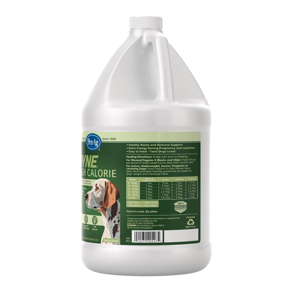 Chien calme et heureux à la maison avec Dyne.