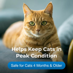Administration orale simple avec PetAg Gel pour chats