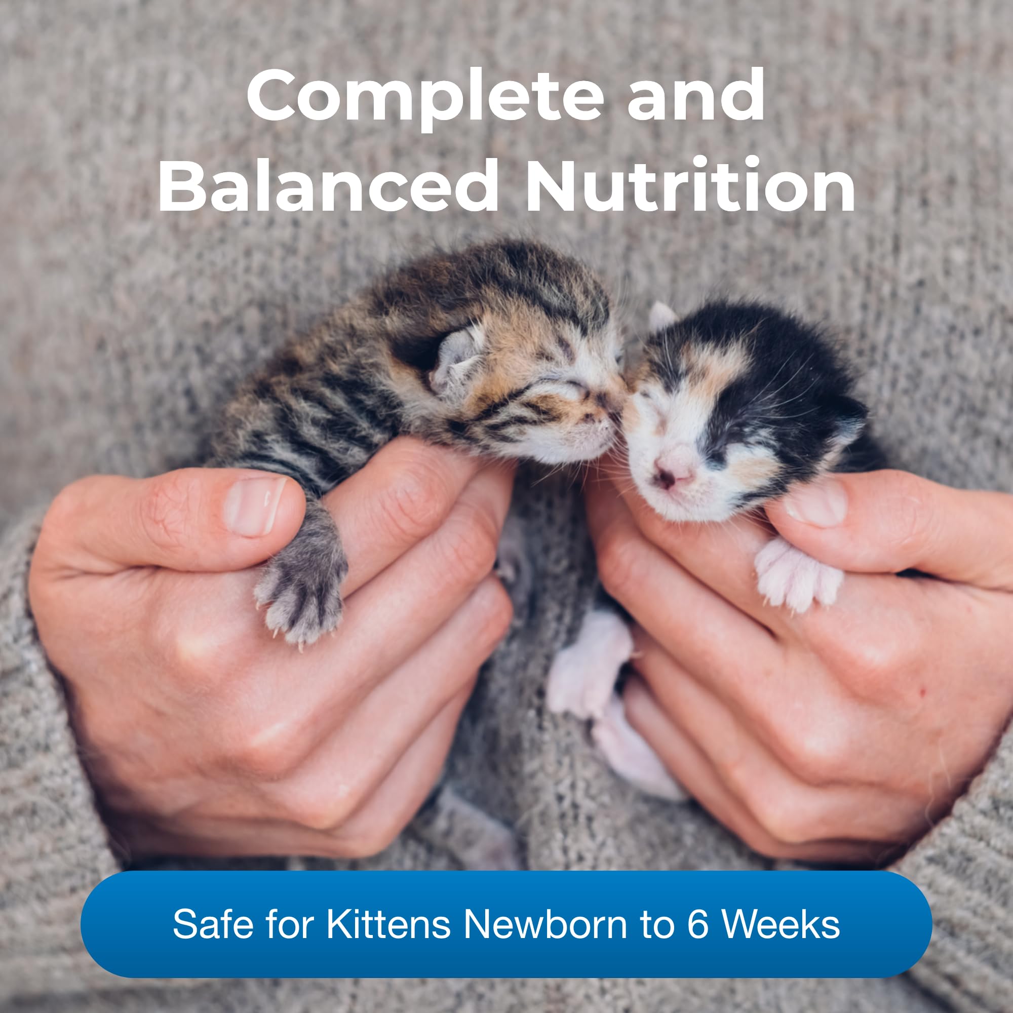 Chatons en train de digérer le lait KMR PetAg, soutien potentiel à la digestion.