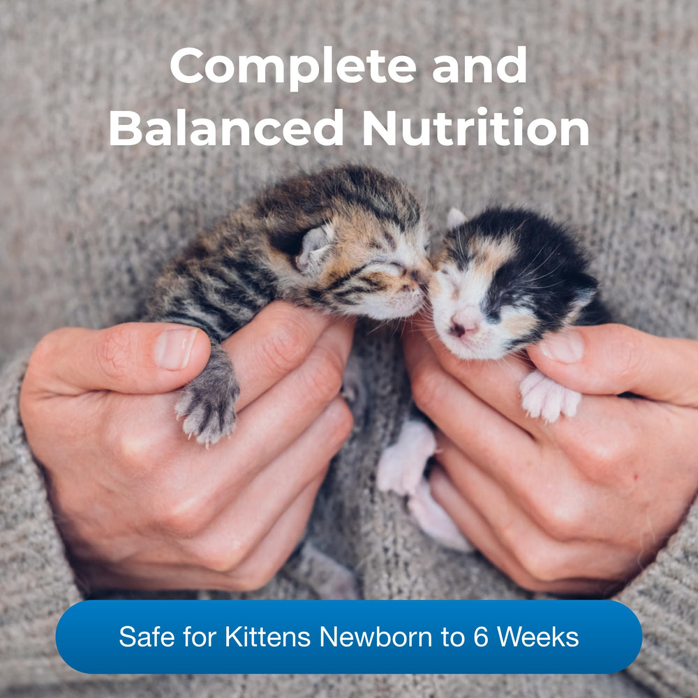 Chatons en train de digérer le lait KMR PetAg, soutien potentiel à la digestion.