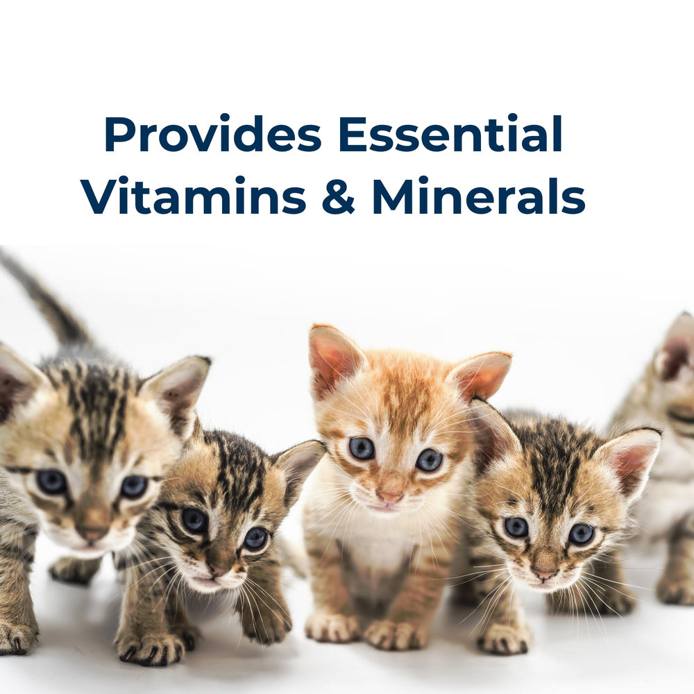 Chaton recevant PetLac, rituel d’alimentation simple et rassurant.