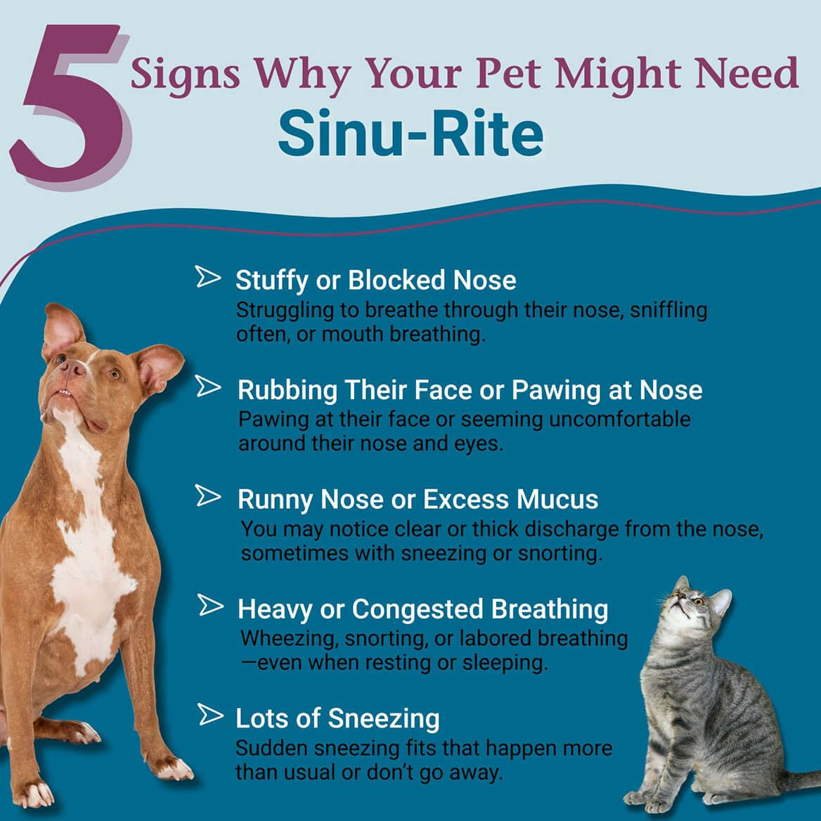 Tablettes PetAlive Sinu-Rite dans main, administration facile pour chiens et chats.