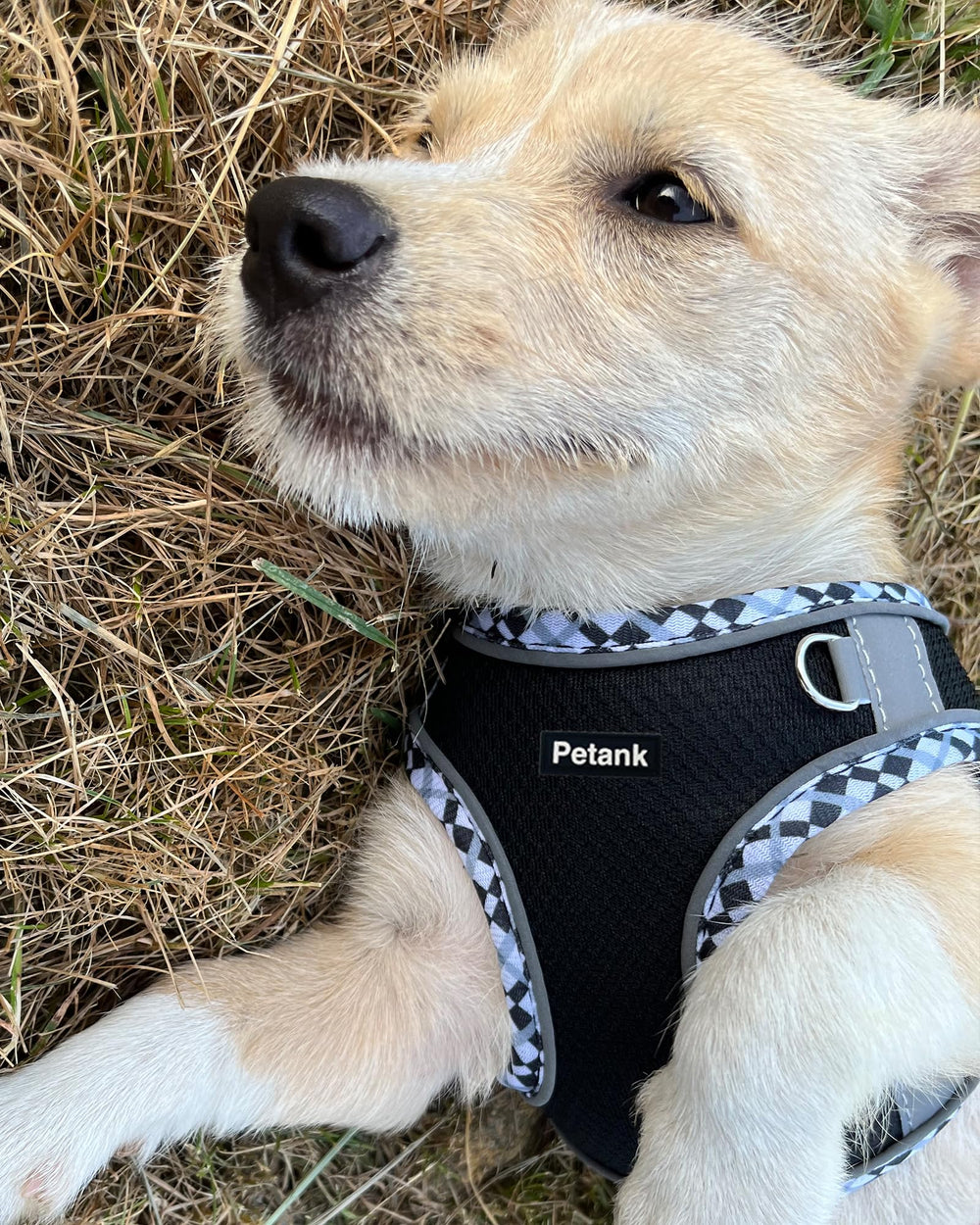 Harnais Petank chien moyen – jacquard noir pour confort durable.