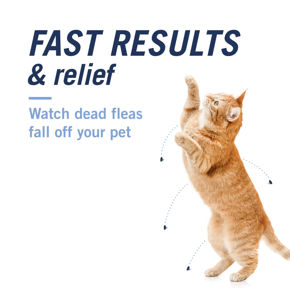Chat pesant entre 0,9 et 11,3 kg prêt pour CAPACTION.