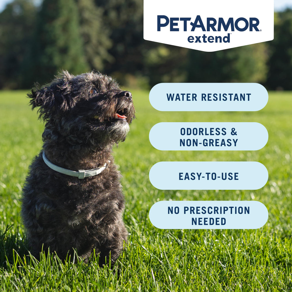 Chien sous la pluie portant le collier PetArmor Extend