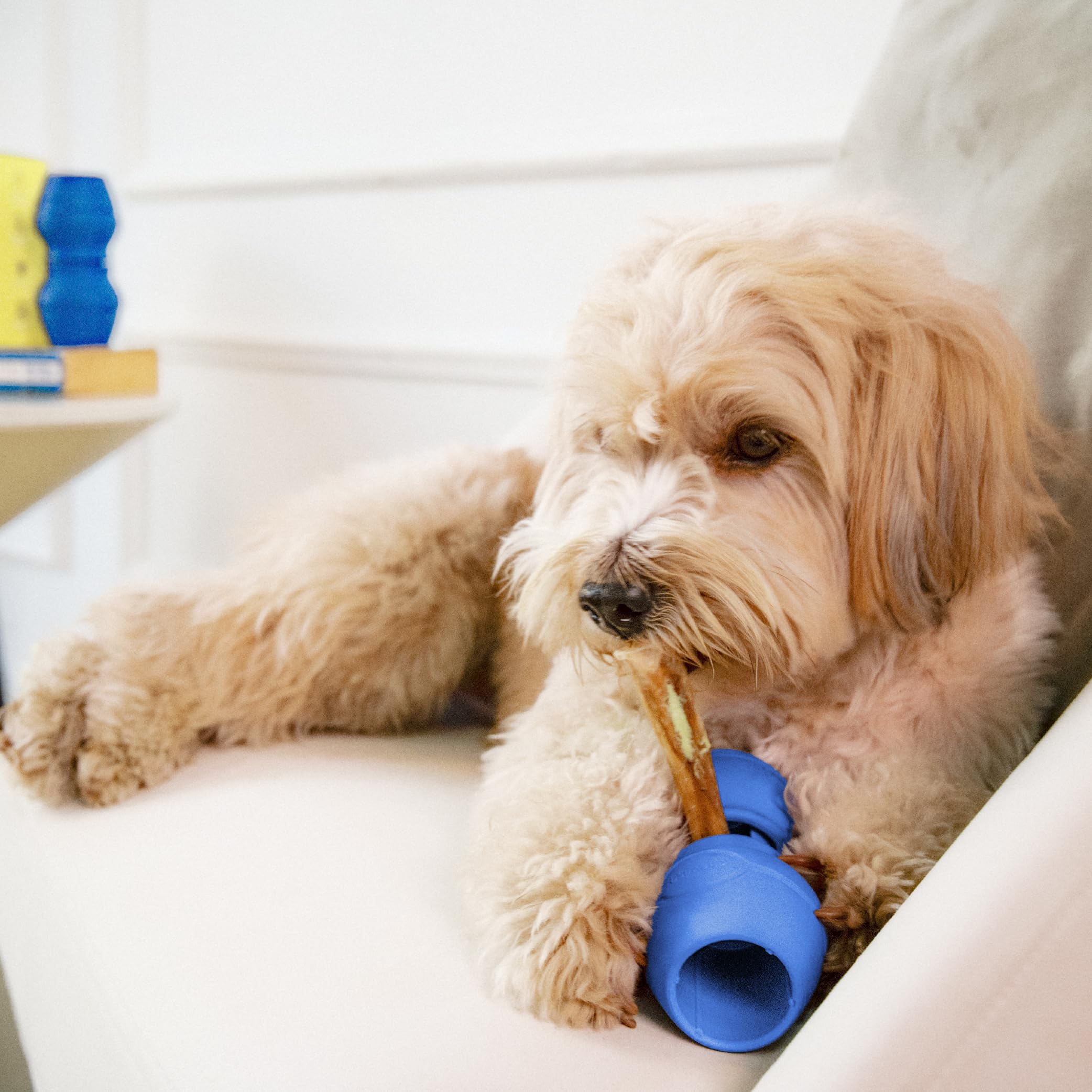 PetClan Chewise : approuvée par des dresseurs pour la sécurité et l'efficacité perçue.