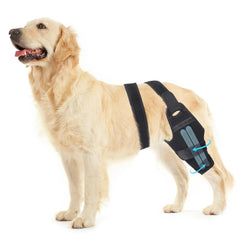 Petdream attelle genou chien droit, soutien ciblé après blessure.