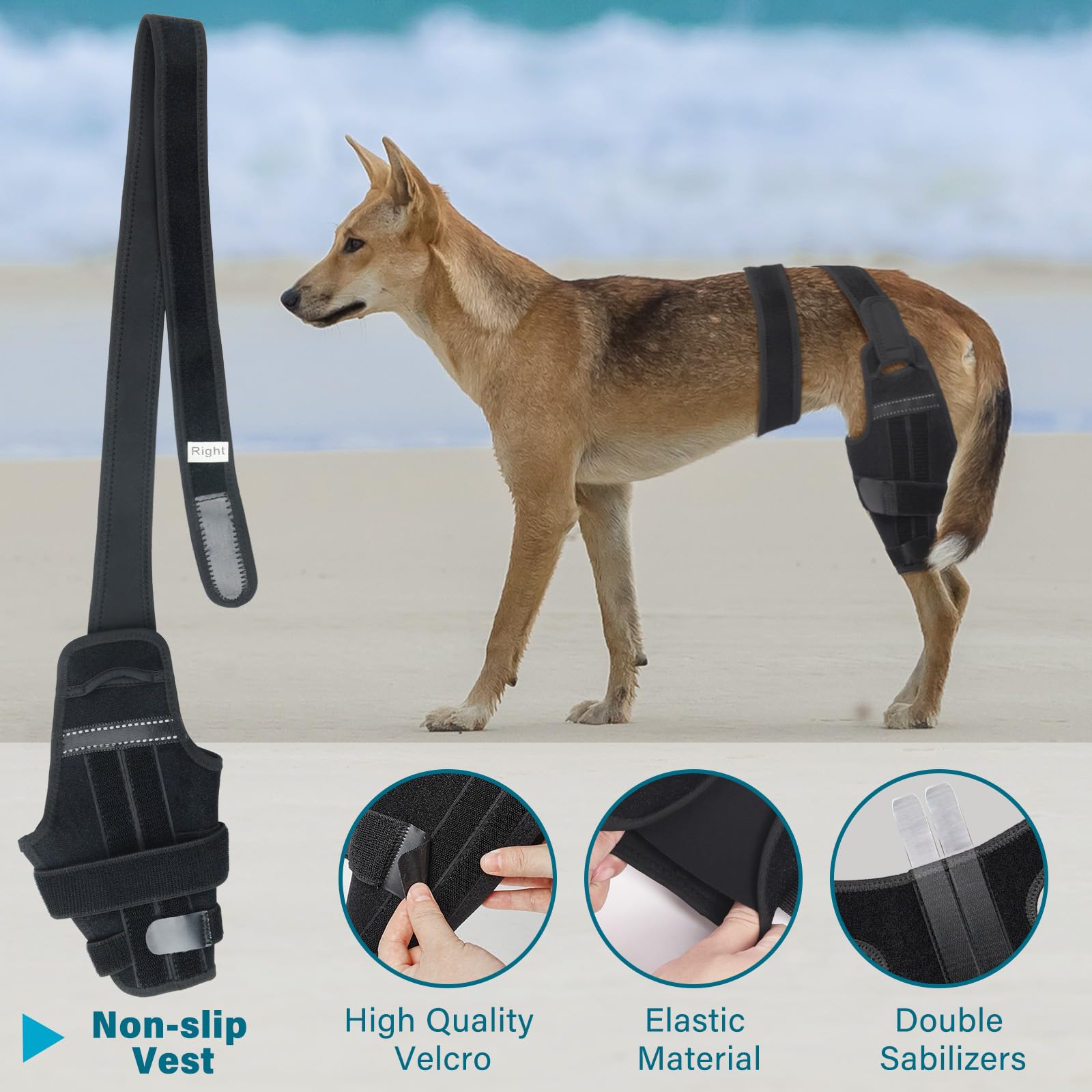 Petdream attelle genou chien, stabilisateurs latéraux pour un alignement sûr.