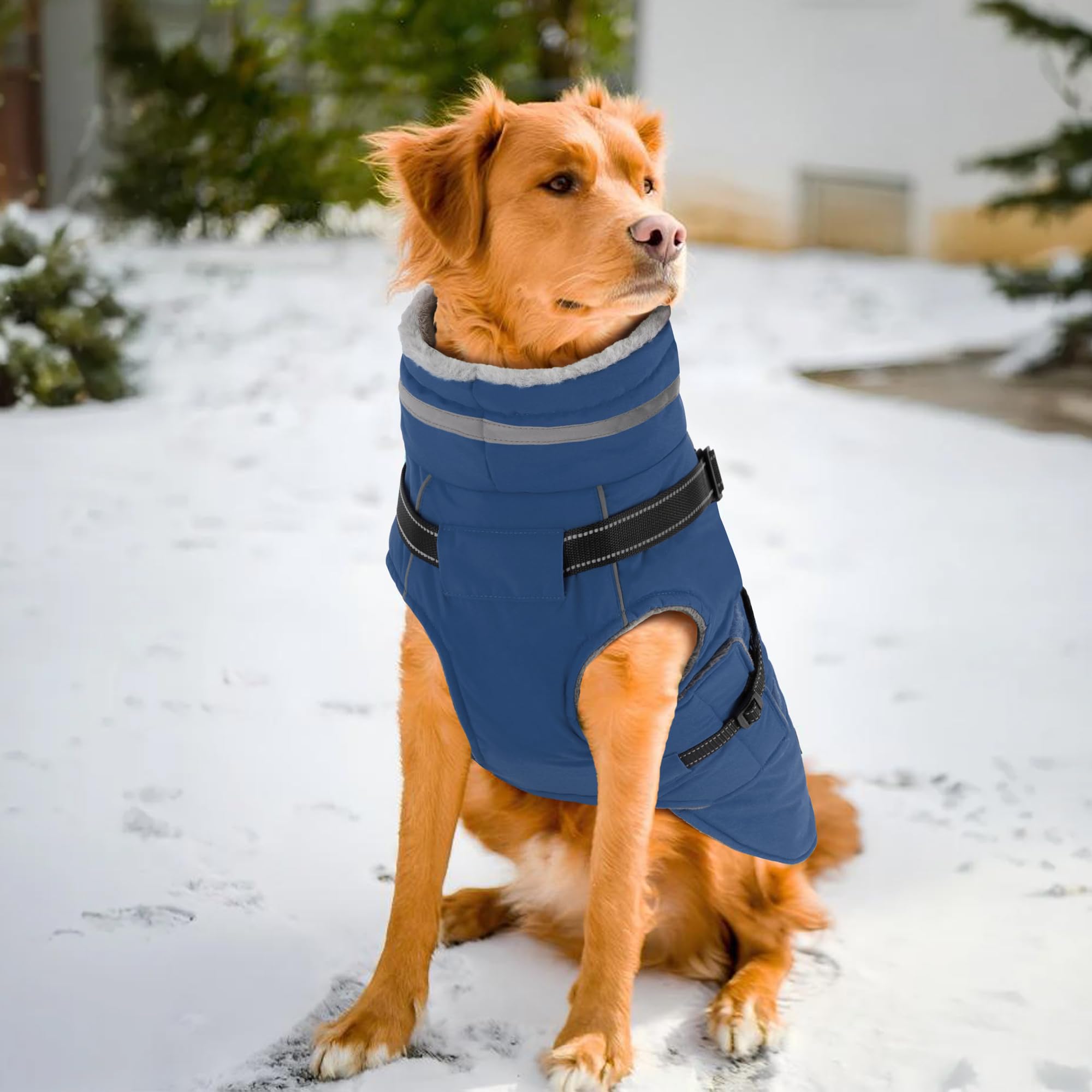 PETDSH manteau en taille XX-Large bleu marine pour grandes races.