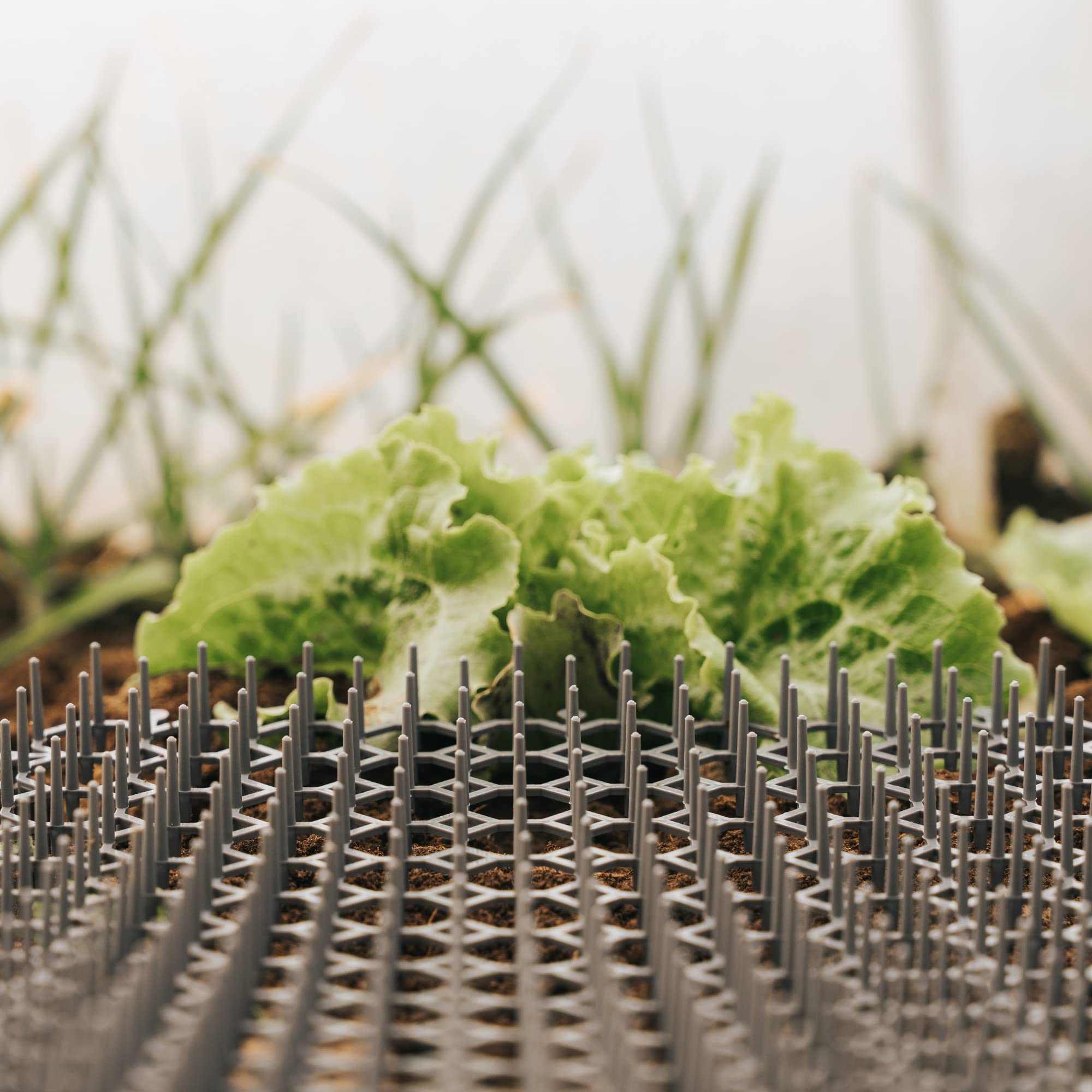 Petfolio tapis anti-chat pour pots de plantes, protège plante et pot.