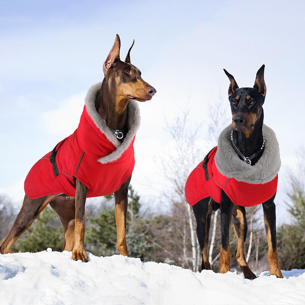 Petglad manteau chien activités hivernales extérieures confort