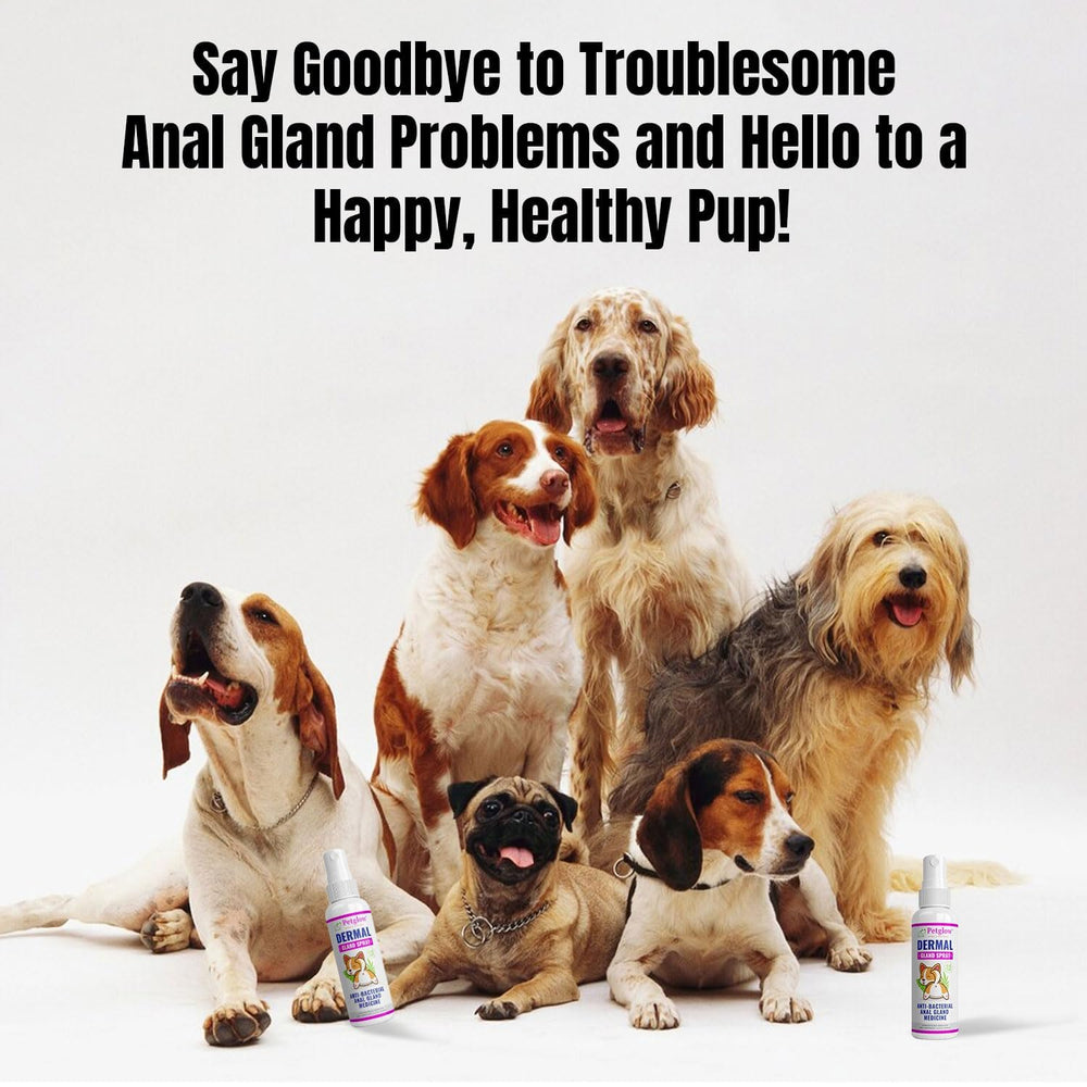 Petglow emballage produit soin Glande Anale – prêt à l'emploi.