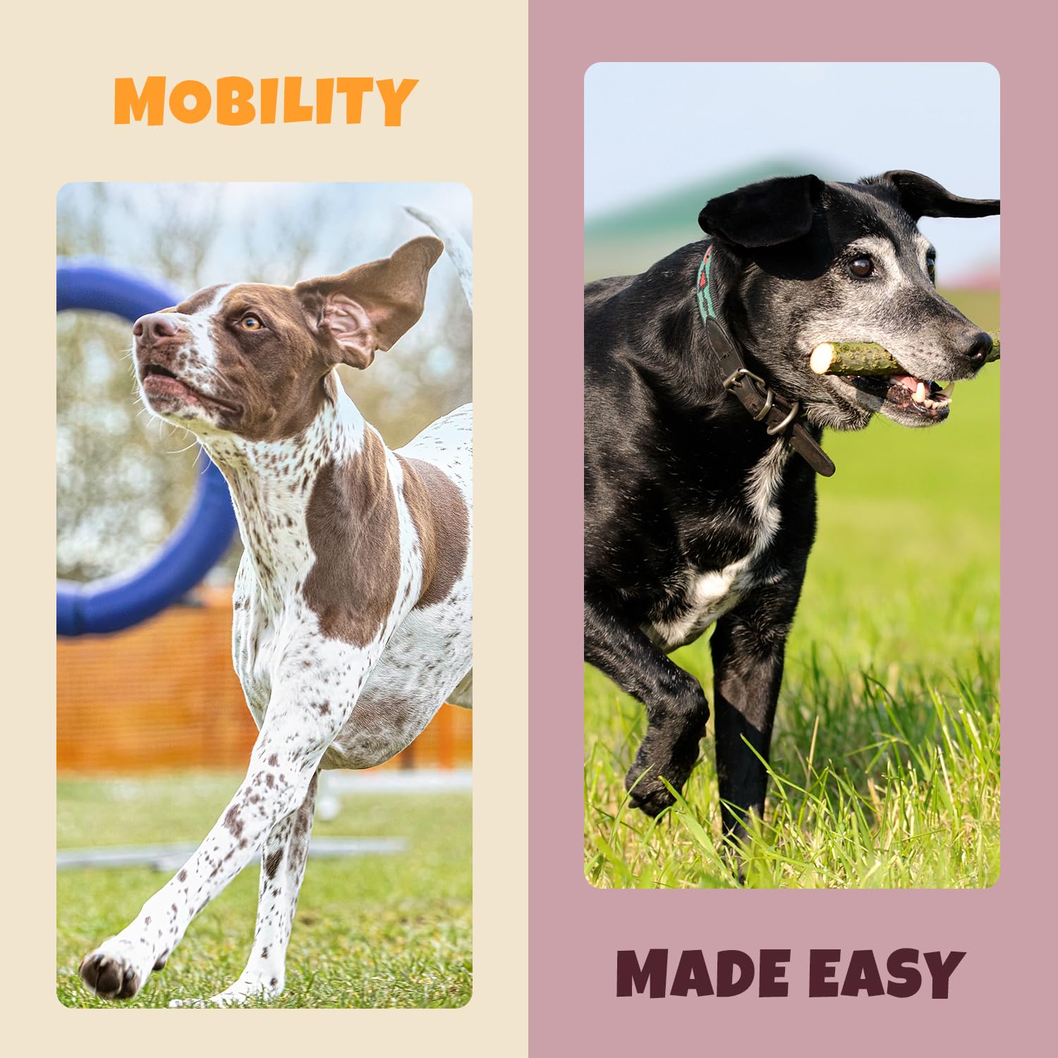 Chien actif et heureux grâce à Petipet, mobilité soutenue.