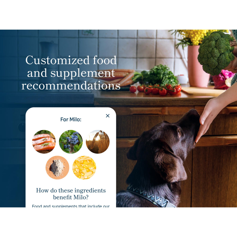 MyPurina et points fidélité Petivity accessibles via l’application.