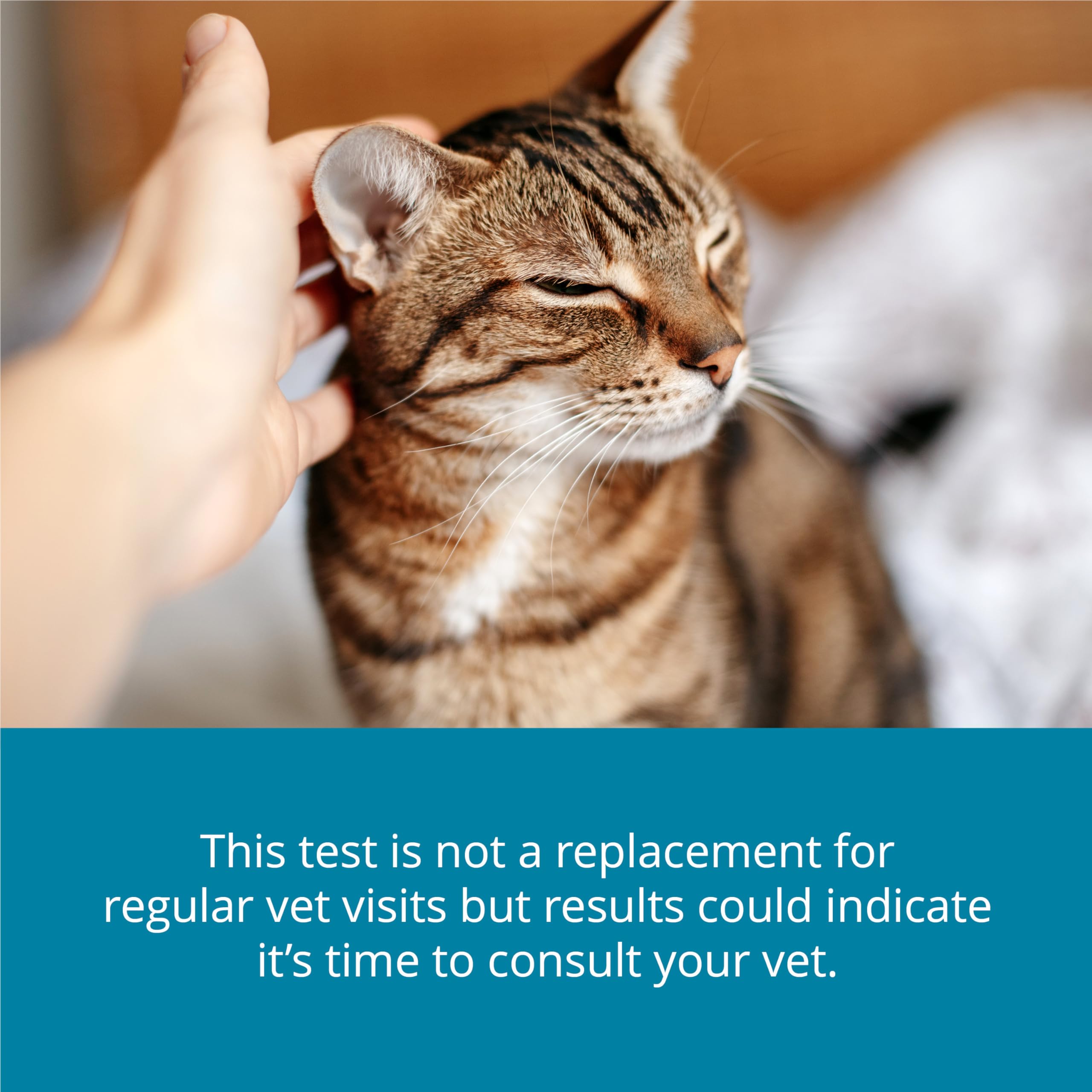 Utilisation Petivity à domicile: propriétaire et chat en duo.