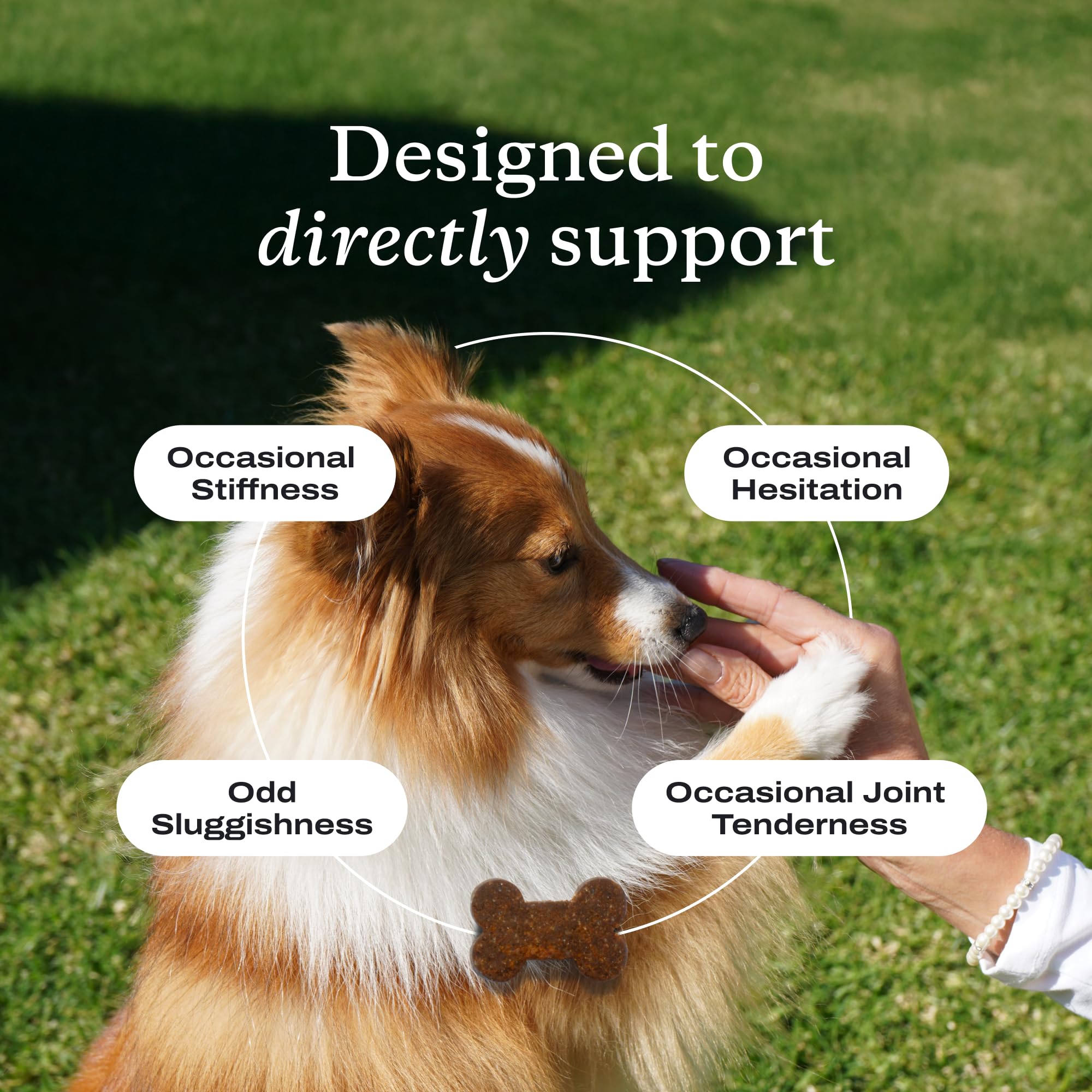 Formule omega3 et curcuma pour articulations canines