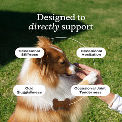 Formule omega3 et curcuma pour articulations canines