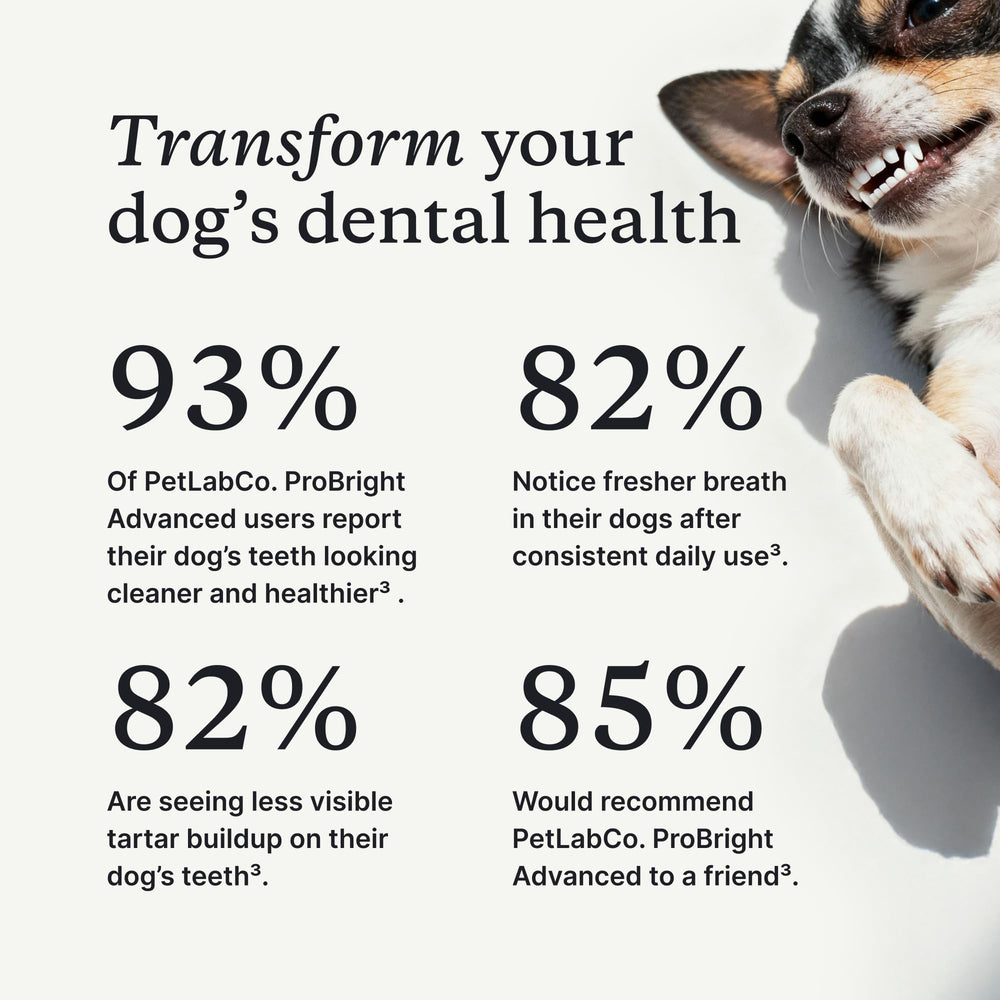 Formule adaptée ProBright pour chien grand, utilisation simplifiée.