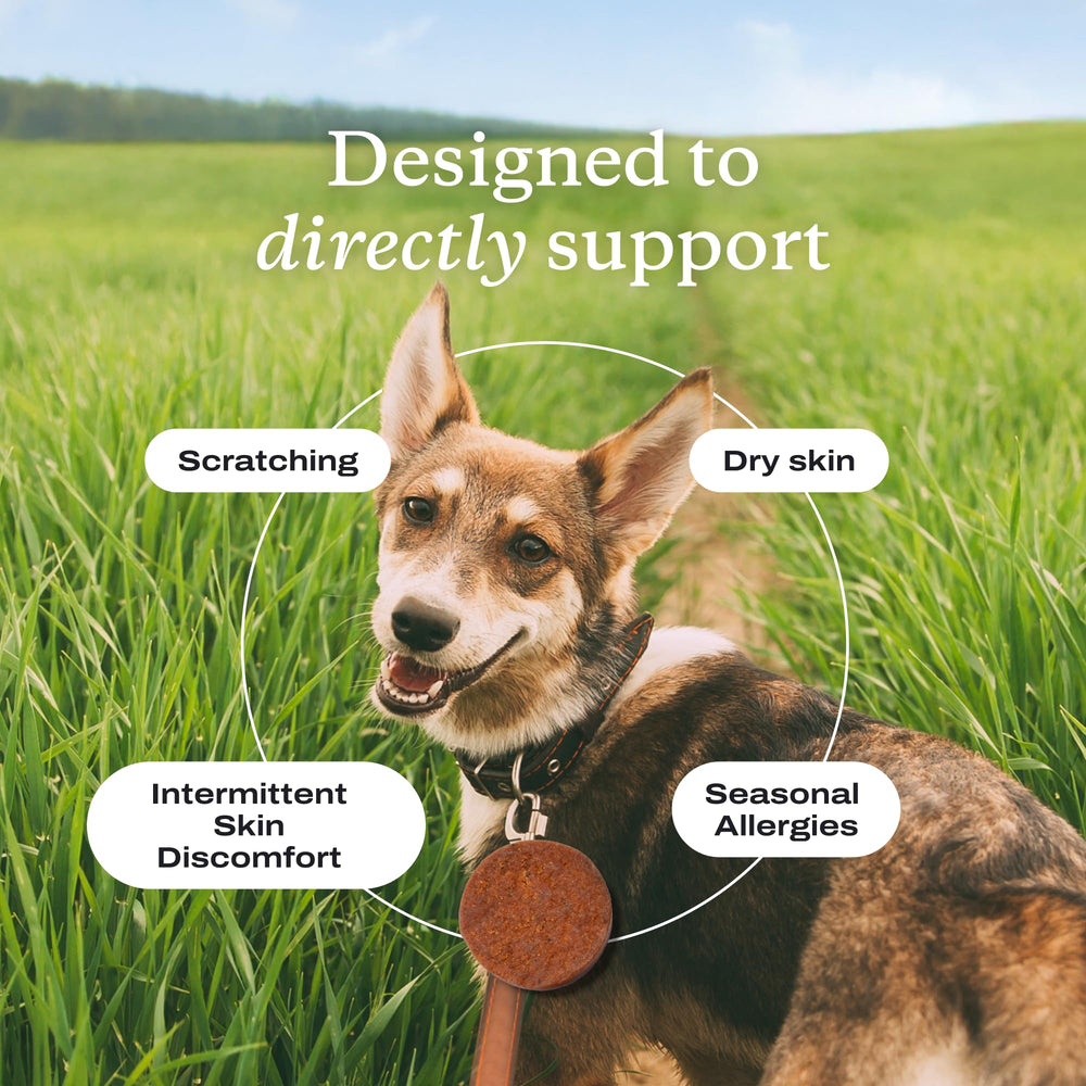 PetLab Co Itch Relief Pro : complément antioxydant QRillAstaOmega pour immunité canine.