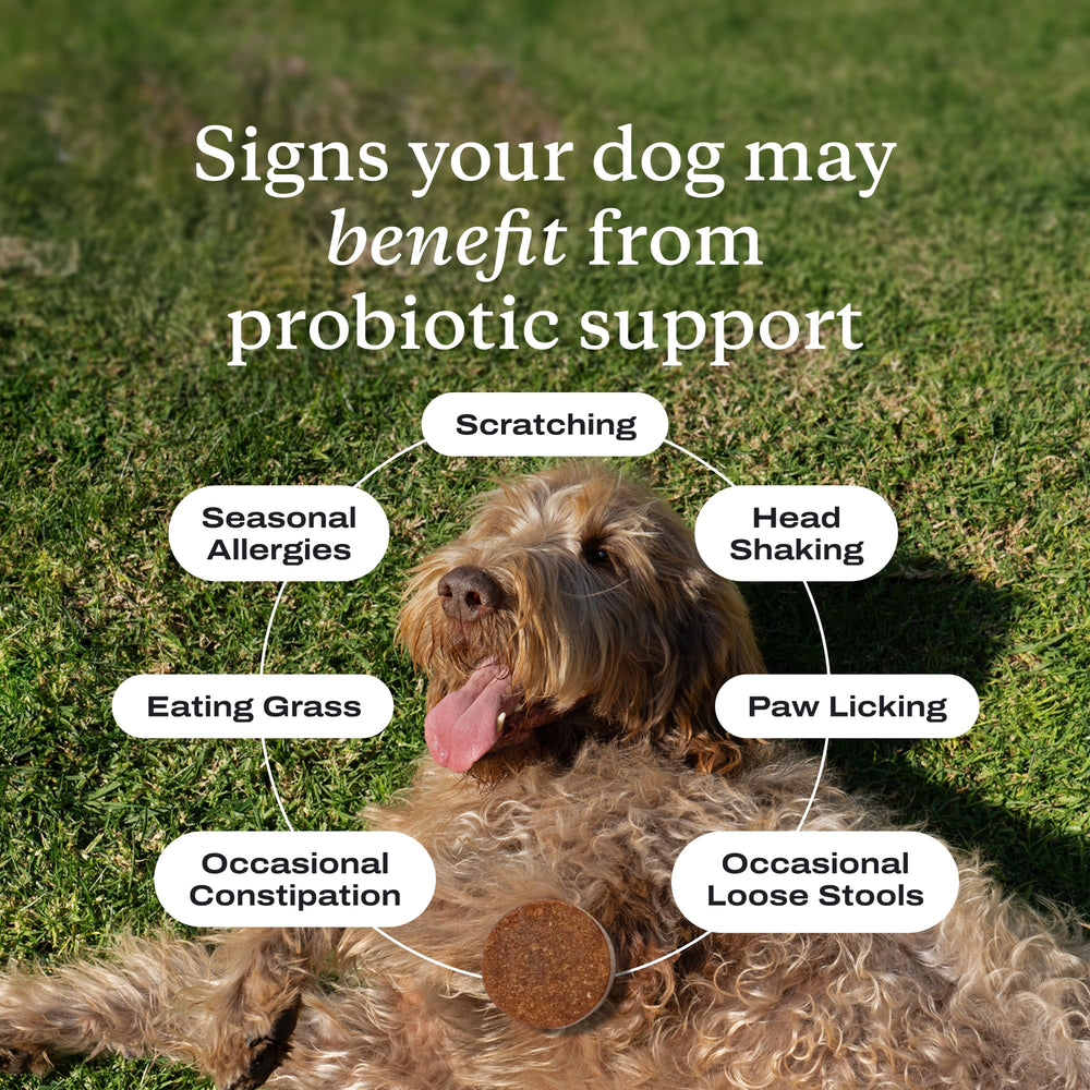 PetLab Co Probiotiques: prébiotiques et inuline pour digestion douce.