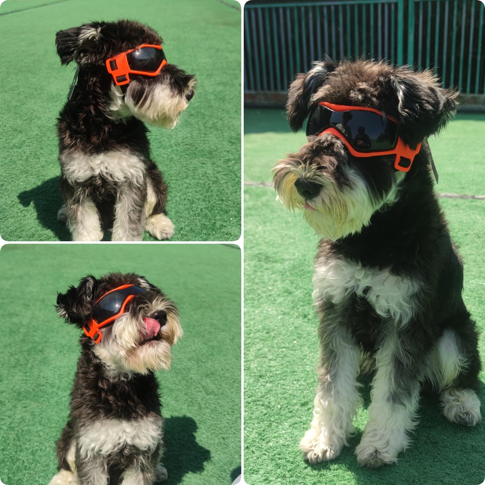 PETLESO lunettes chien activités-extérieures, idéales pour promenades et randonnées